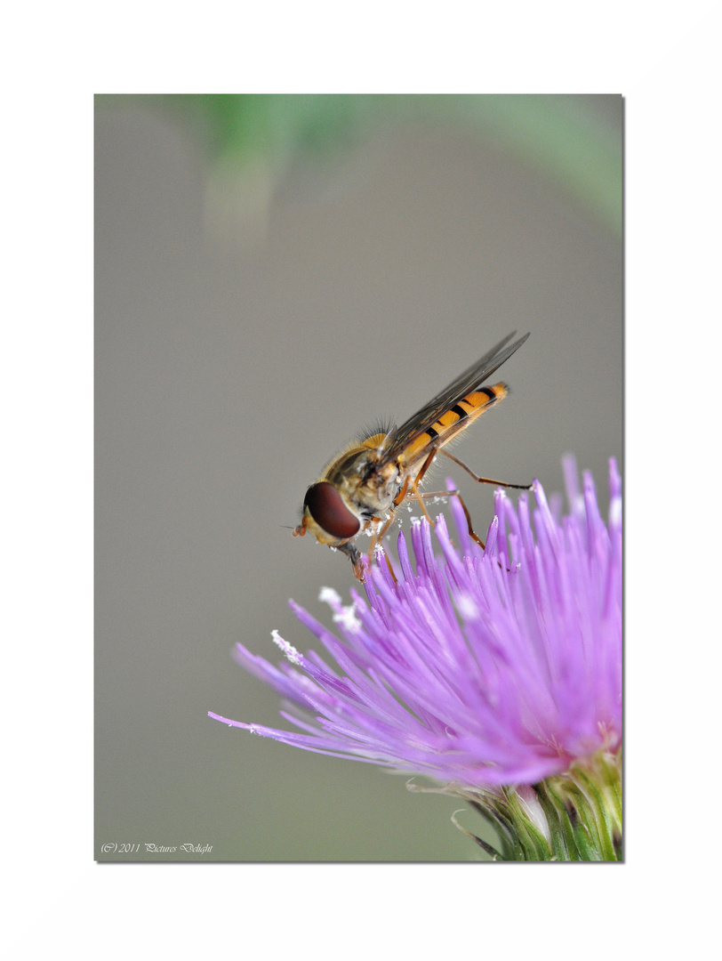 - Attrappe an Distel -