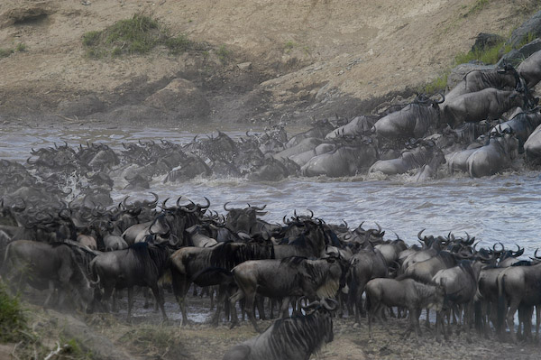 Attraversamento del fiume Mara, Kenya