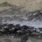 Attraversamento del fiume Mara, Kenya