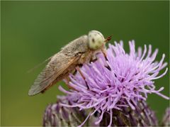 Atylotus loewianus - männliche Bremse -