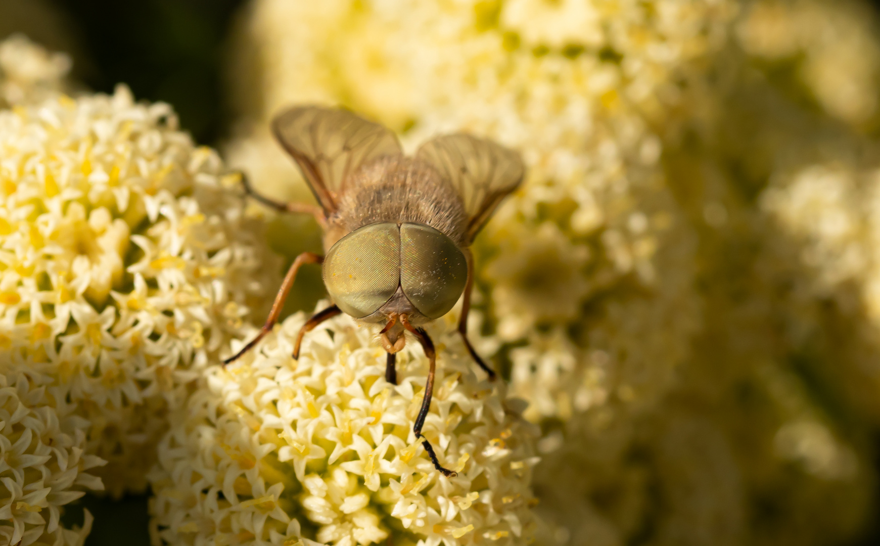 Atylotus rusticus Foto & Bild natur, fliegen, insekten Bilder auf