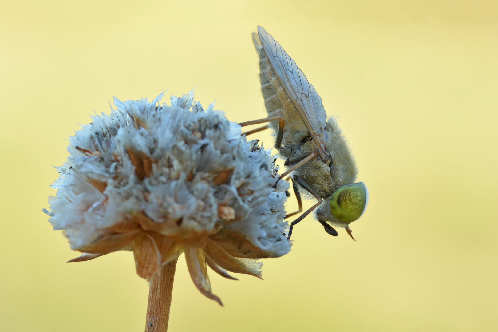 Atylotus rusticus