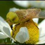 Atylotus rusticus (Linnaeus, 1767)