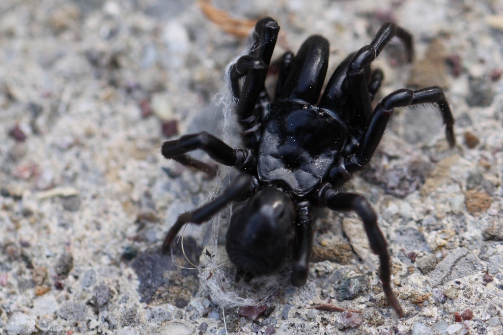 Atypus Foto & Bild tiere, wildlife, spinnen Bilder auf