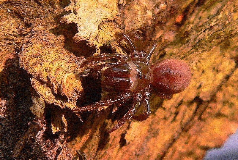 Atypus affinis