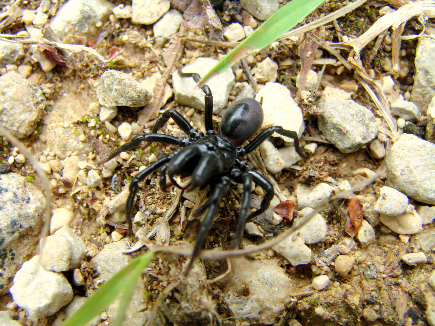 Atypus Piceus