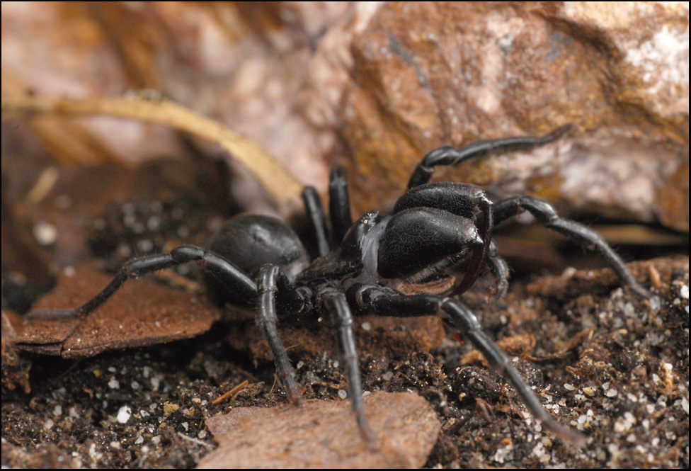 Atypus piceus Foto & Bild tiere, wildlife, spinnen Bilder auf