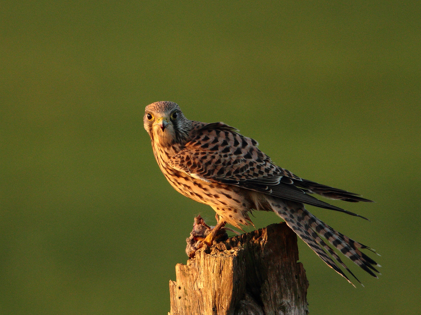 Atzender Turmfalke