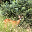 Au Backe,ick hab `nen Bock geschossen :-)