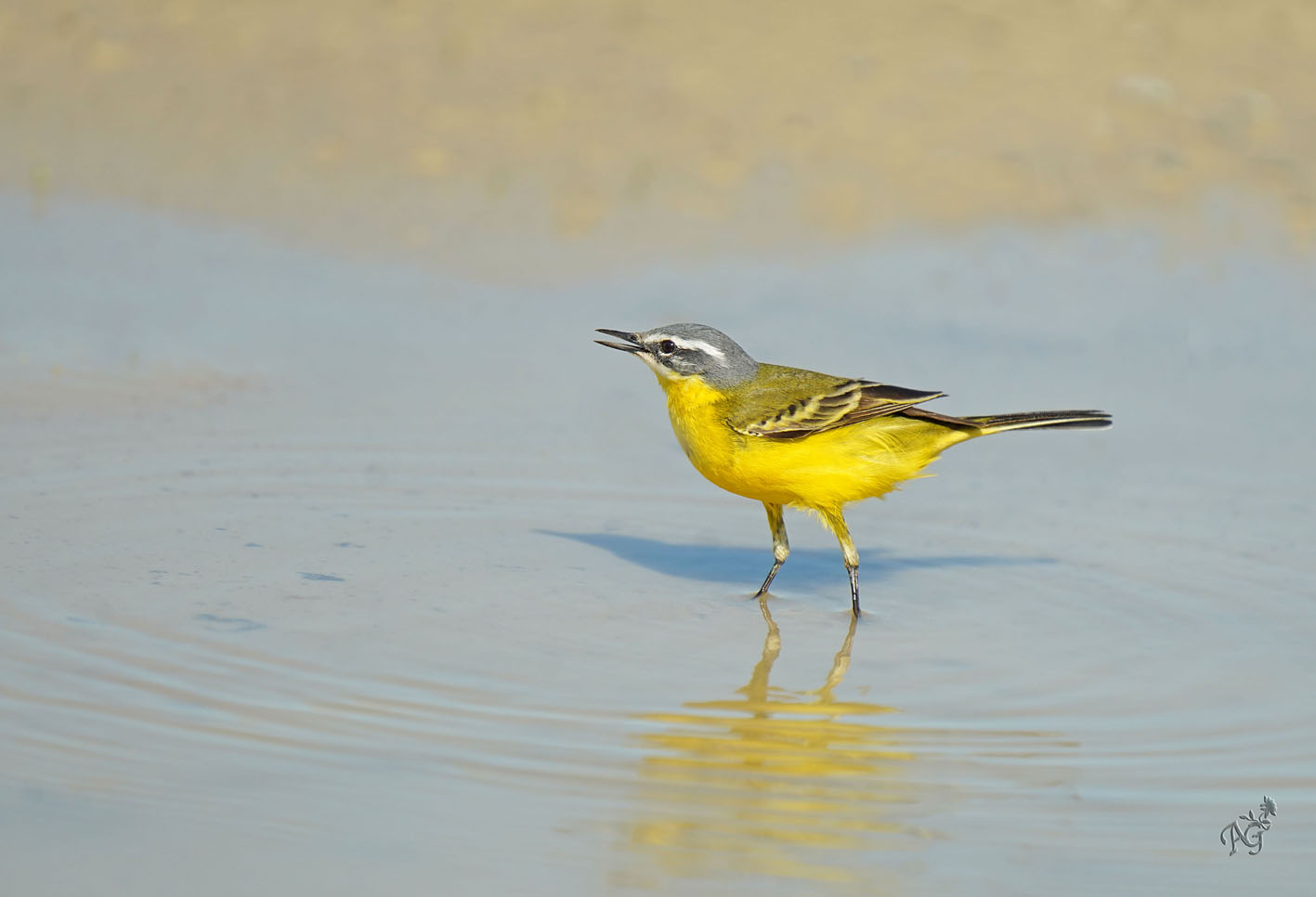 Au bain la bergeronnette printanière