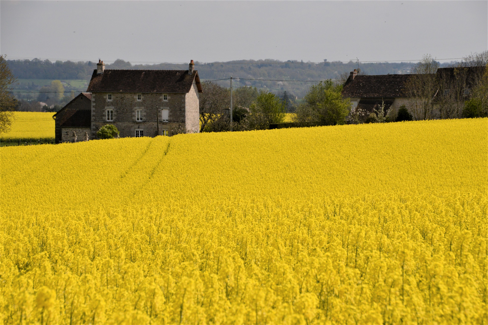 Au beau milieu d'un champs de colza