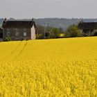 Au beau milieu d'un champs de colza