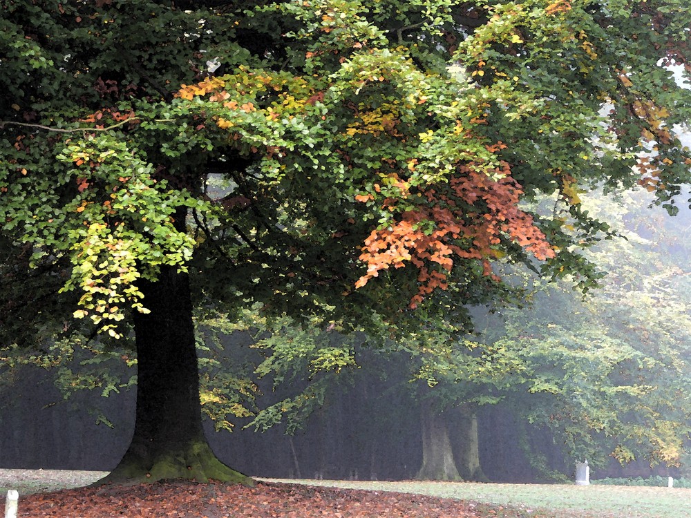 Au bois de la Cambre - Bruxelles