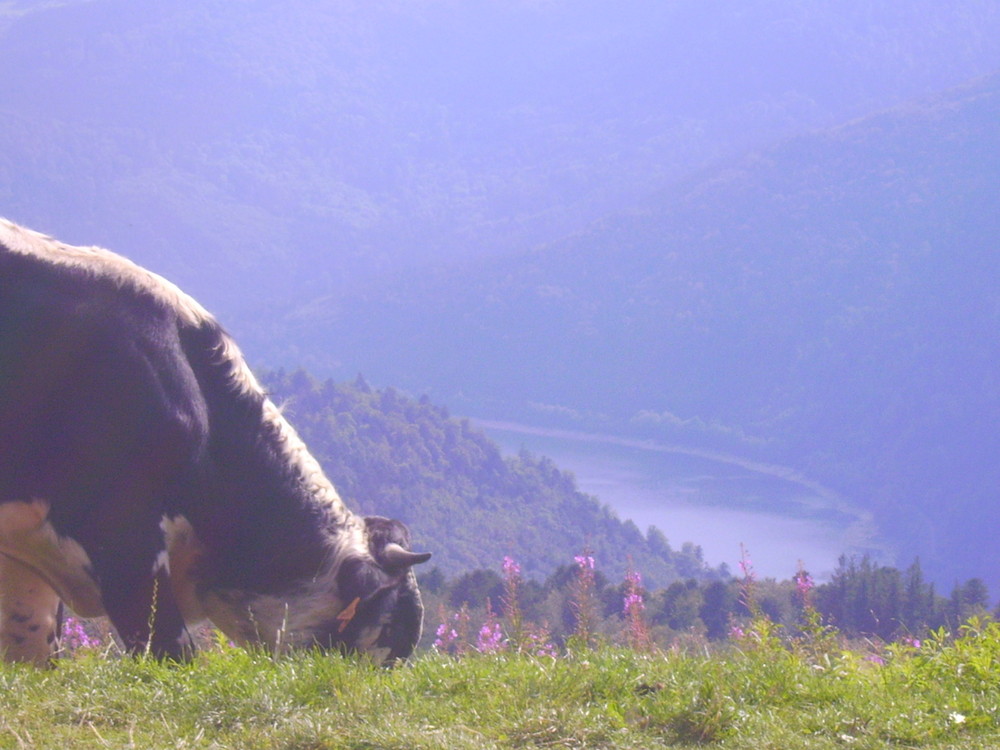 Au bon air des vosges