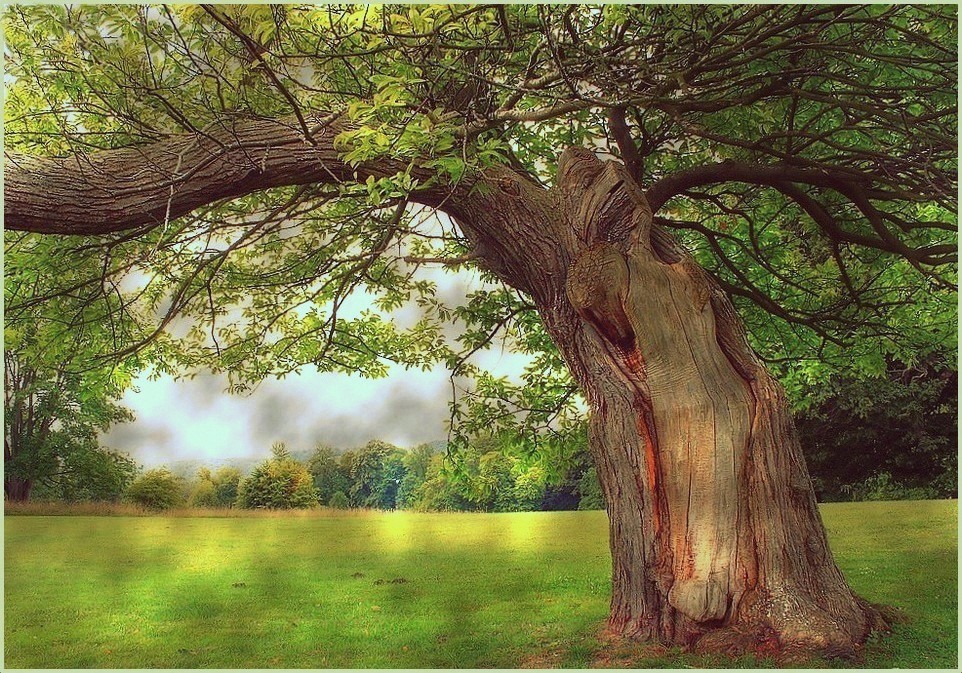 Au bonheur des arbres