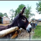 AU - BONHEUR - DES - CHEVAUX -  10 - www.aubonheurdeschevaux.org/