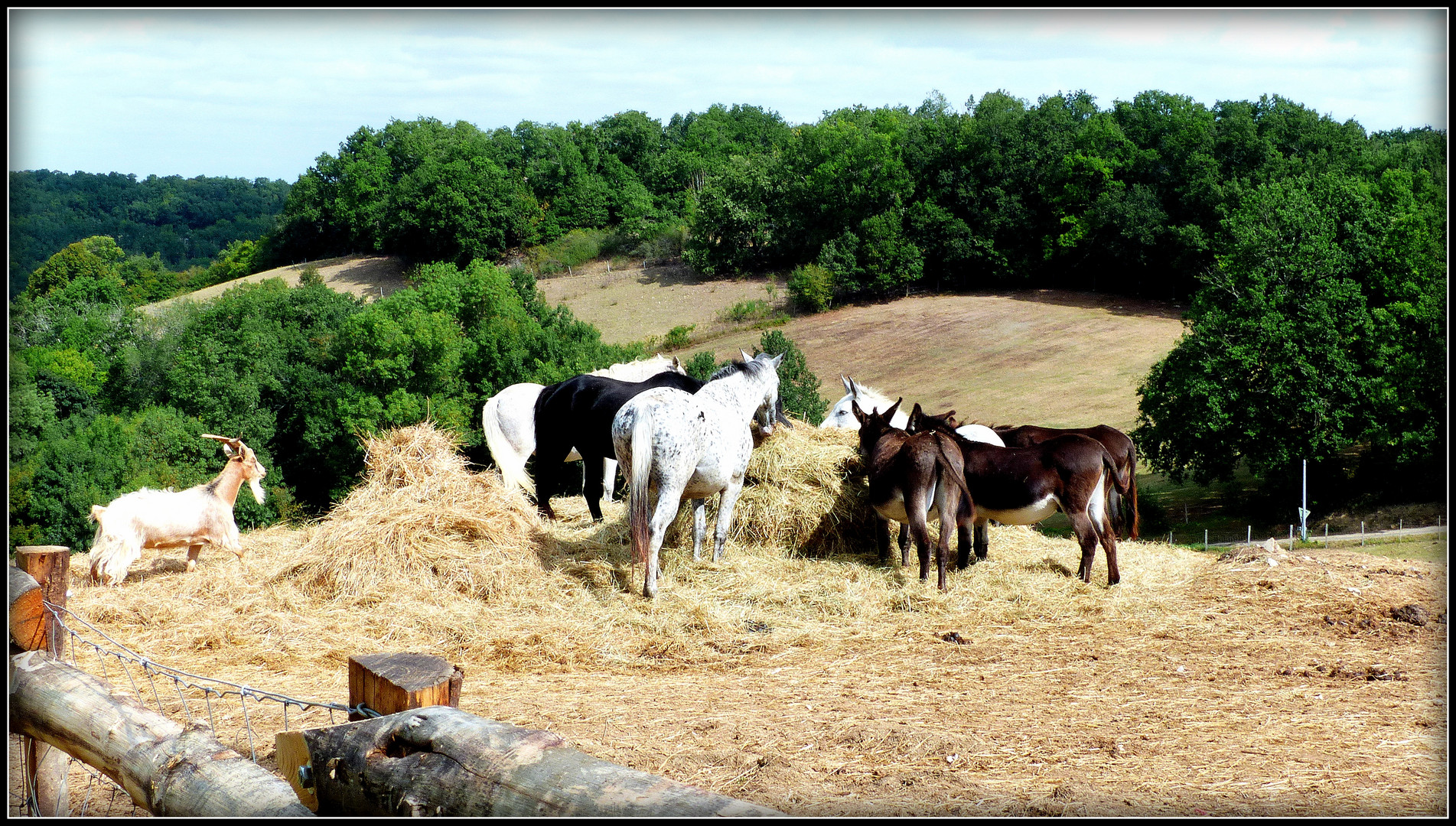 AU - BONHEUR - DES - CHEVAUX -  12 - www.aubonheurdeschevaux.org/