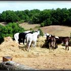 AU - BONHEUR - DES - CHEVAUX -  12 - www.aubonheurdeschevaux.org/