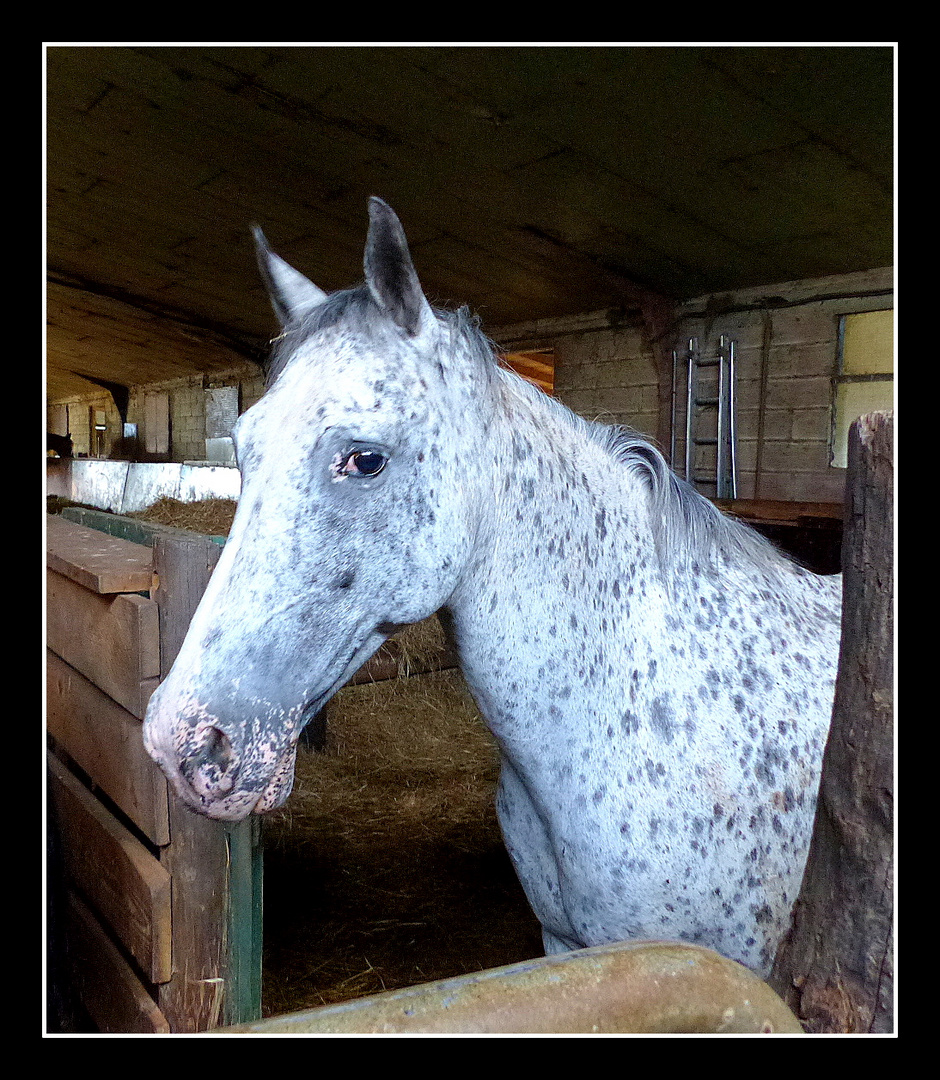 AU - BONHEUR - DES - CHEVAUX - 2 - 