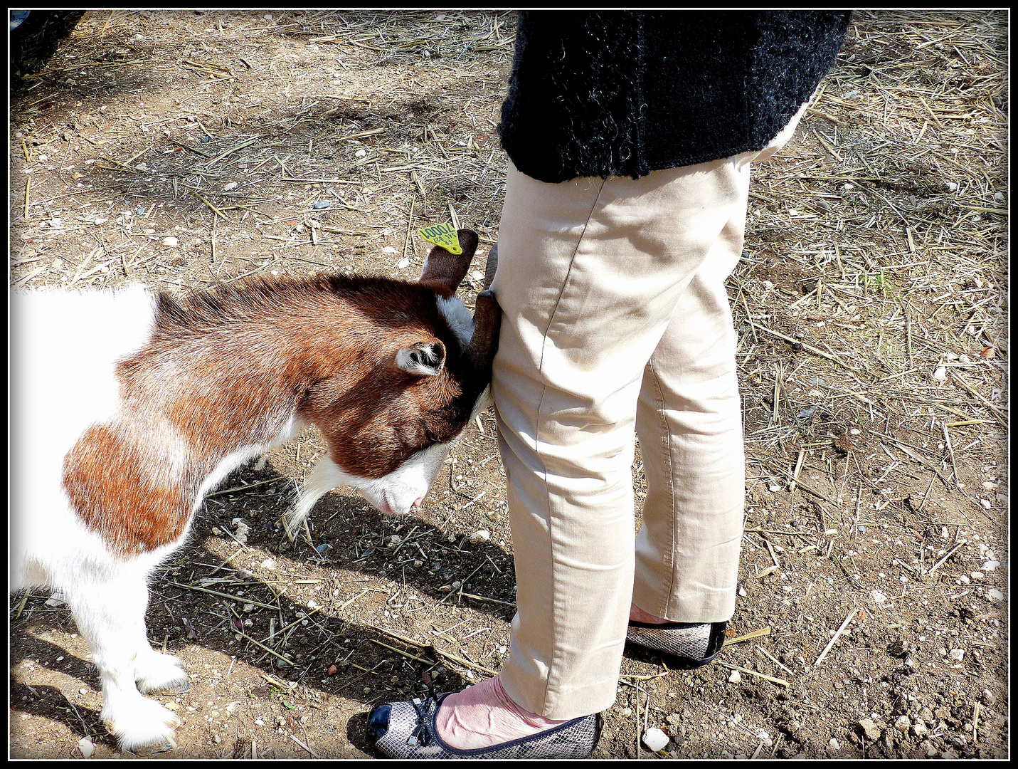 AU - BONHEUR - des - CHEVAUX - 5 - 