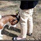 AU - BONHEUR - des - CHEVAUX - 5 - 