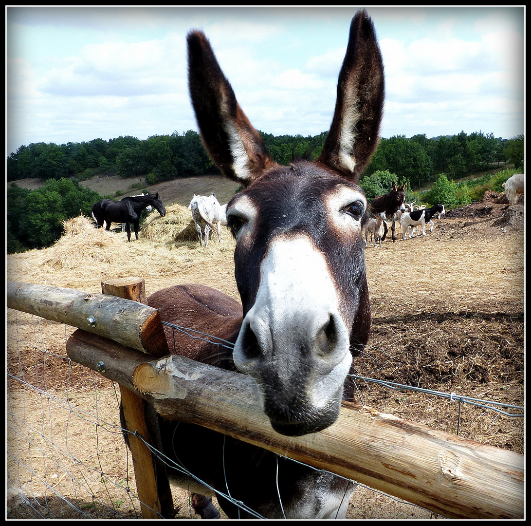 AU - BONHEUR - des - CHEVAUX - 7 - 