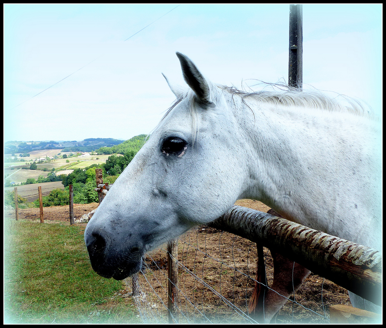 AU - BONHEUR - DES - CHEVAUX - 9 - www.aubonheurdeschevaux.org/