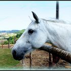 AU - BONHEUR - DES - CHEVAUX - 9 - www.aubonheurdeschevaux.org/