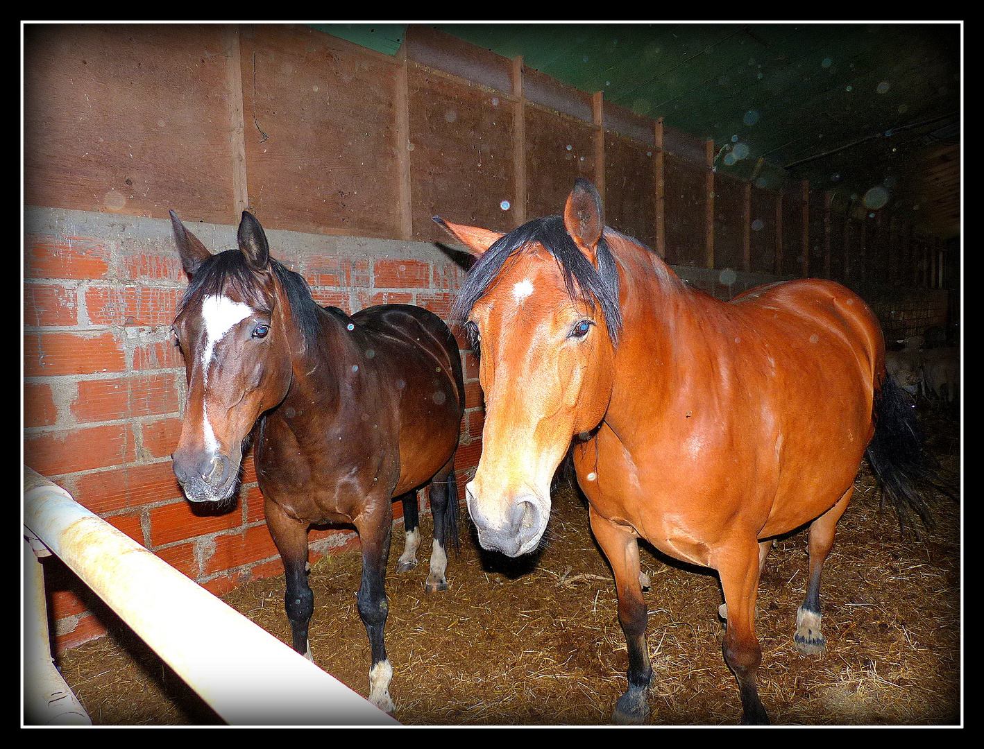 AU - BONHEUR - DES - CHEVAUX 