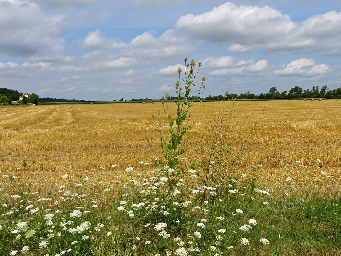 ...au bord de champ !!!..