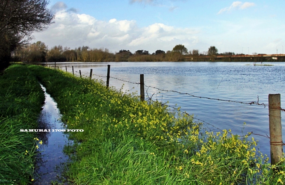 AU BORD DE FLEUVE SORRAIA -II