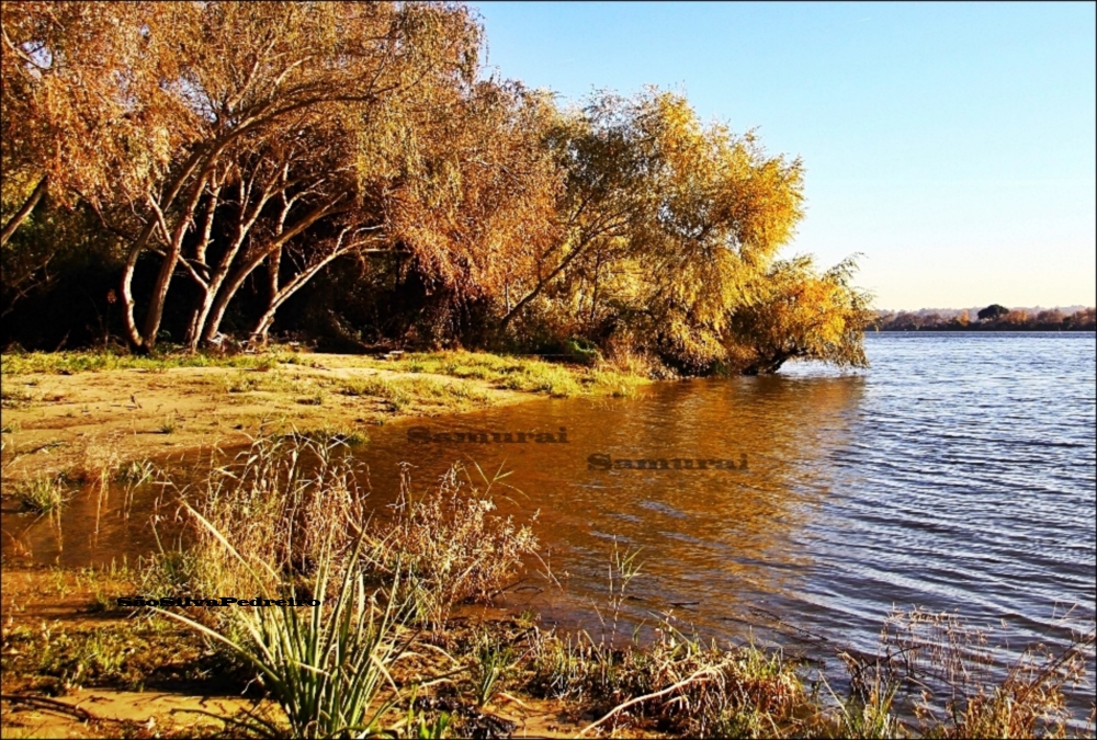 AU BORD DE FLEUVE TEJO - PALHOTA