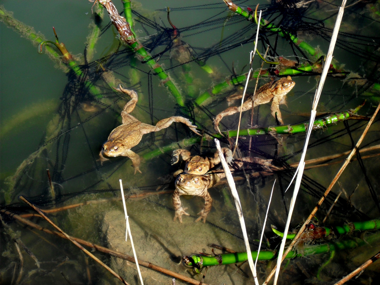 AU BORD DE L ETANG