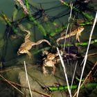 AU BORD DE L ETANG