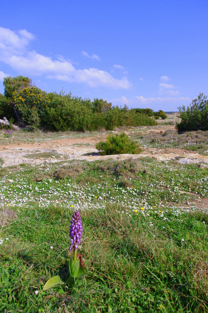 Au bord de la méditerranée ....