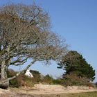 " Au bord de la Mer Blanche "