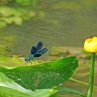 Au bord de la rivière... un bruissement d'ailes