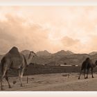 Au bord de la route en Jordanie