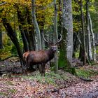 " Au bord de l'allée forestière "