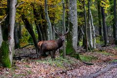 " Au bord de l'allée forestière "