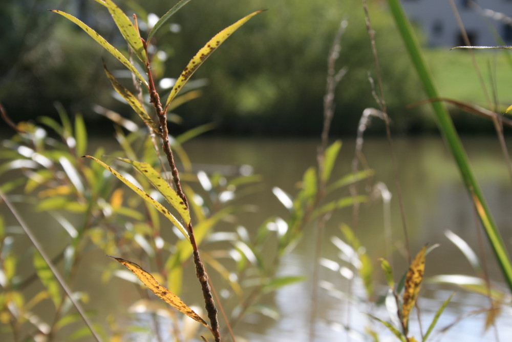 Au bord de l'eau