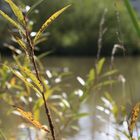 Au bord de l'eau