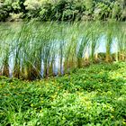 Au bord de l'eau