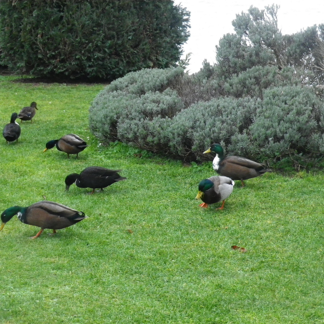 Au bord de l'eau