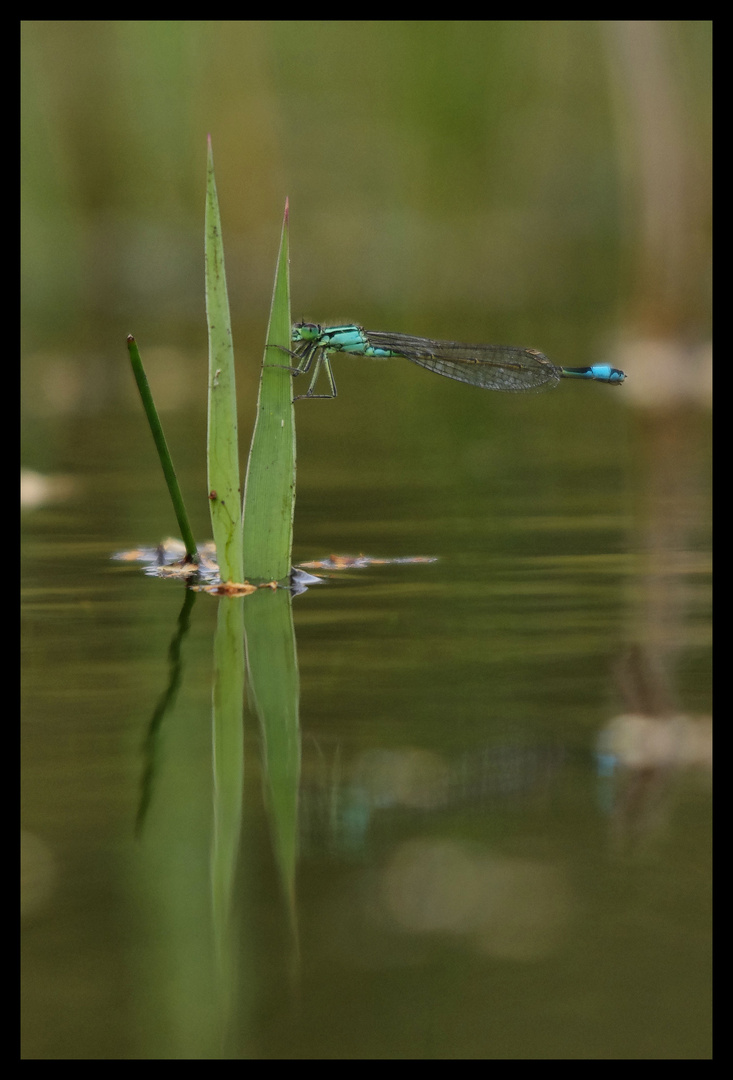 Au bord de l'eau.