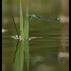 Au bord de l'eau.