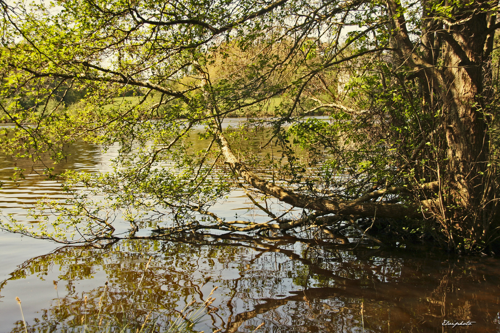 au bord de l'eau 