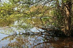 au bord de l'eau 