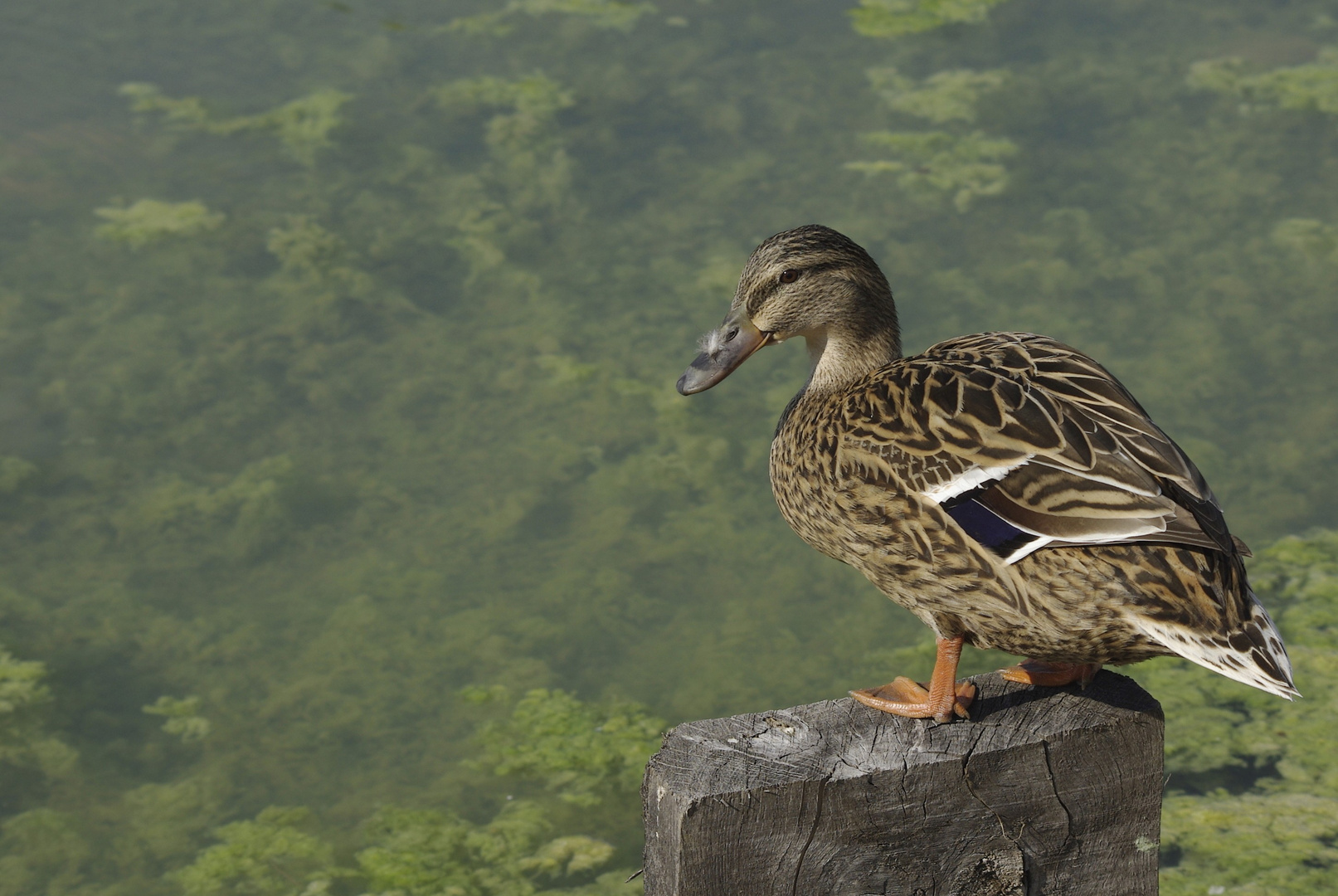 Au bord de l'eau !