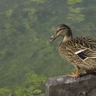 Au bord de l'eau !